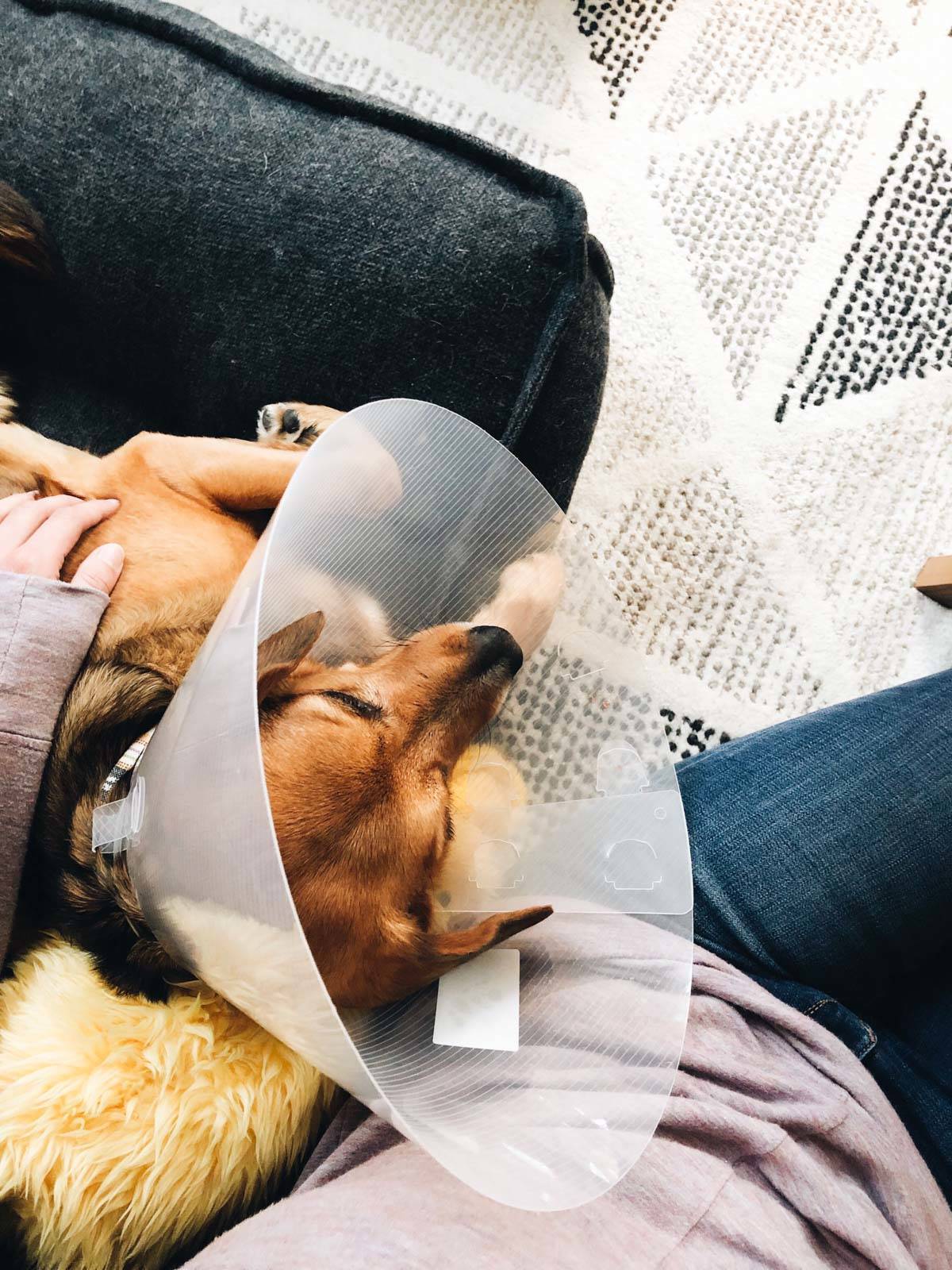 A dog with a cone on.